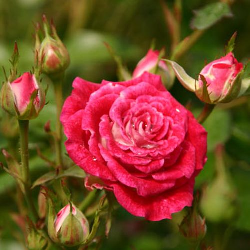 Rosa Schöne Koblenzerin ® - roșu și alb - Trandafir copac cu trunchi înalt - cu flori mărunți - coroană tufiș